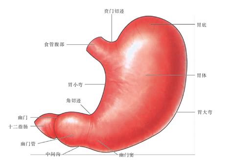 胃位置|解剖学/胃